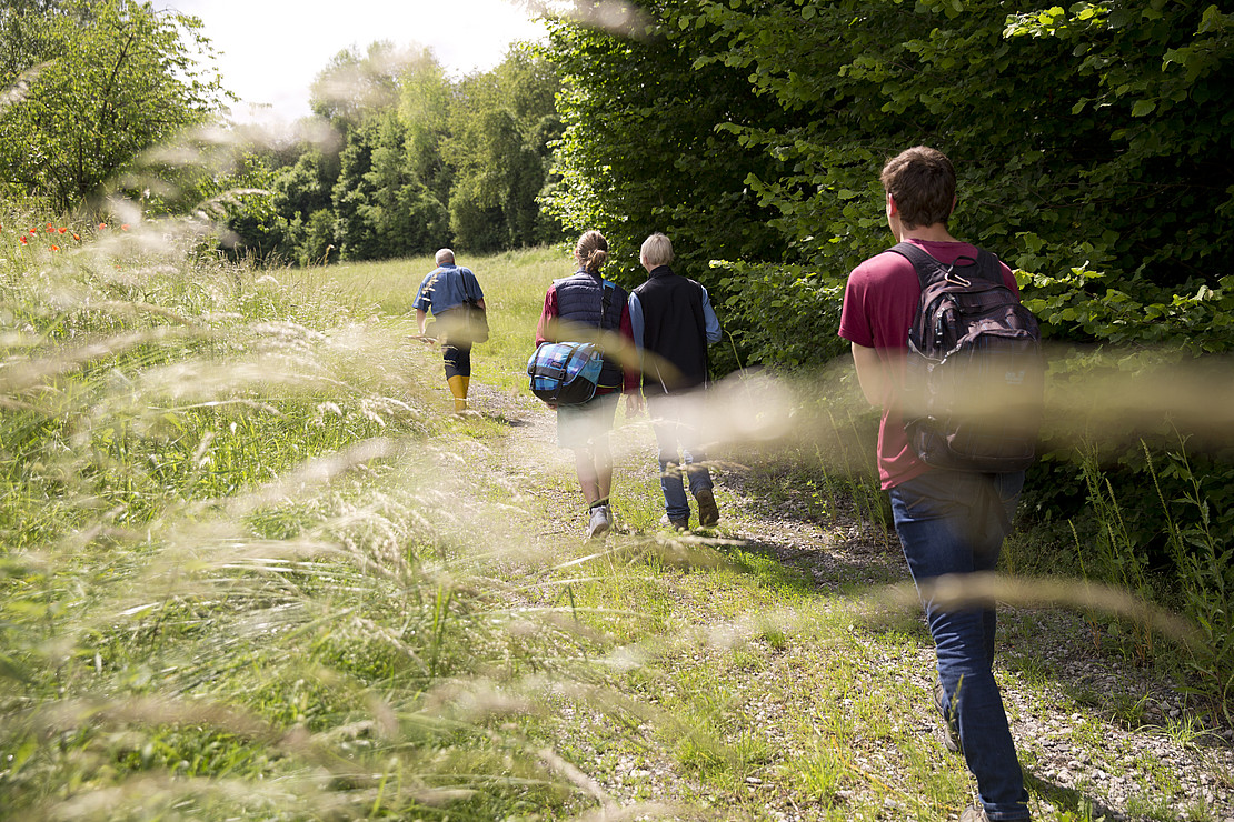 Students walk between a field and a hedge, grasses in the foreground