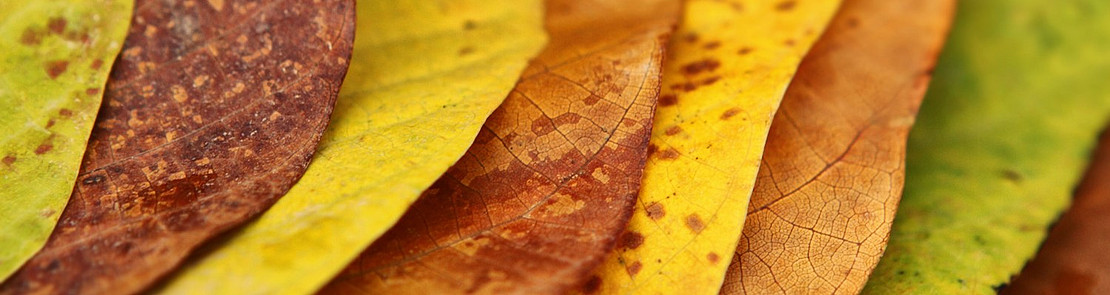 Herbstlich gefärbte Blätter