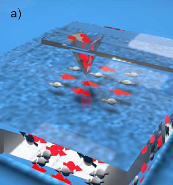 Abb. 1: Diamant AFM mit NV Farbzentrum in der Spitze: Quentenmünze bestehend aus NV Zentren (rot) mit benachbartem Kernspin (schwarz) für Langzeit Qubit Speicherung; Maßgeschneiderte Mikrowellen Felder für die Erzeugung der Verschränkung z