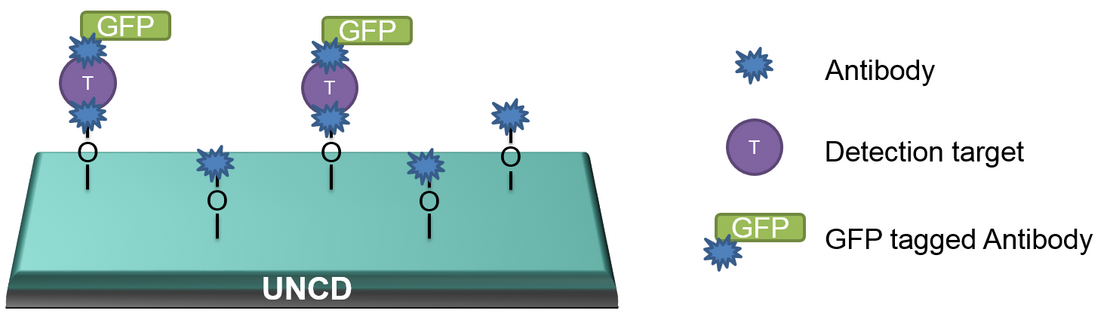 Abb. 2 Grundlegendes Prinzip eines UNCD basierten optischen Biosensors. 