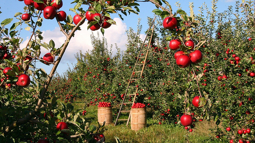 Apfelbaum mit Leiter