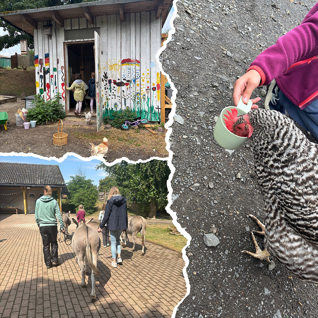 Das Bild ist in drei Teile geteilt und mit einer Trennlinie versehen. Oben links ist ein Hühnerstall zu sehen, in dem Kinder mit dem Rücken zum Ausgang stehen. Unten links sind zwei Kinder und zwei Erwachsene zu sehen, die drei Esel führen. Rechts ist ein längliches großes Bild zu sehen, auf dem ein Kind ein Huhn aus einem Becher füttert.