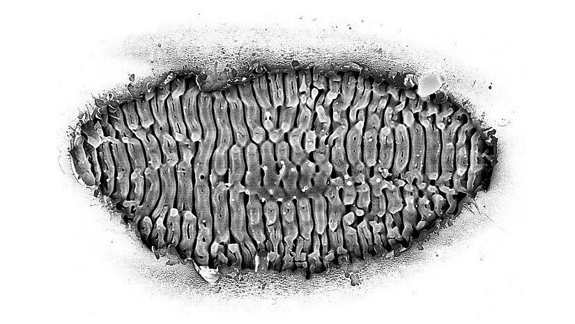 The image is stylized by high-contrast greyscales. It shows laser-induced periodic surface structures in a glass surface. The viewing angle is perpendicular to the surface. The oval edge around the structures appears to be torn open with dirt and debris on the outside. The periodic structures on the inside look like parallel lamellae.