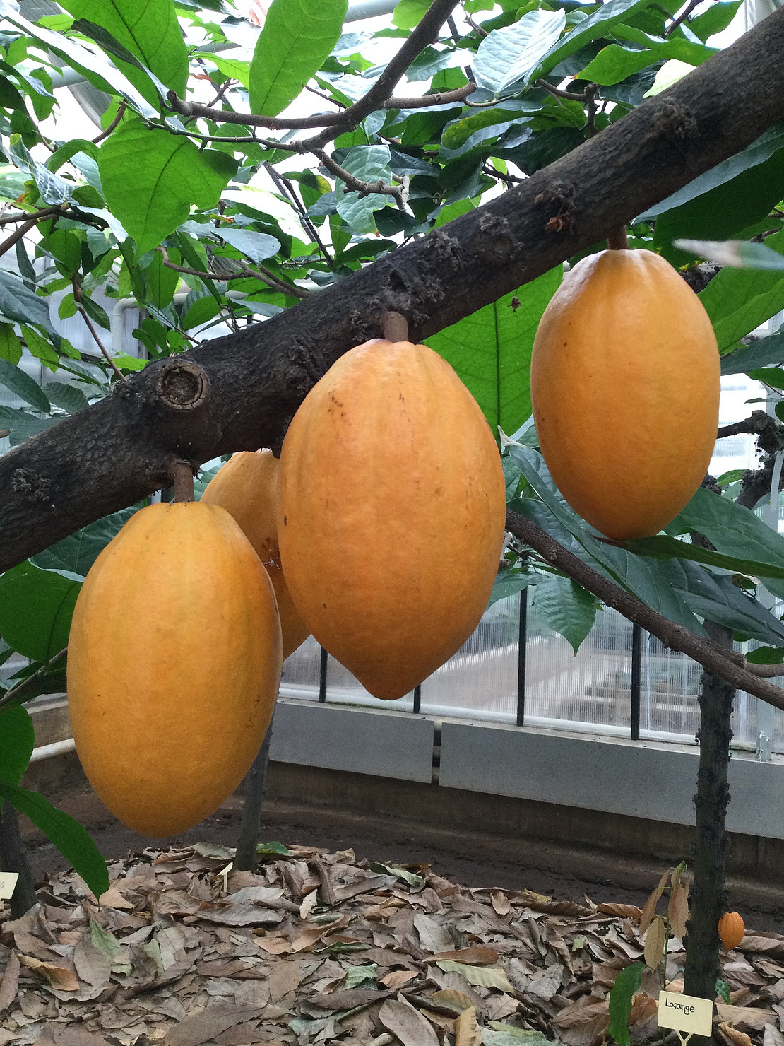 3 große Kakaofrüchte die an einem Ast im Tropengewächshaus hängen