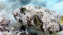 Weißfleckiger Kugelfisch (Arothron hispidus), beobachtet im Lizard Island National Park, Australien.