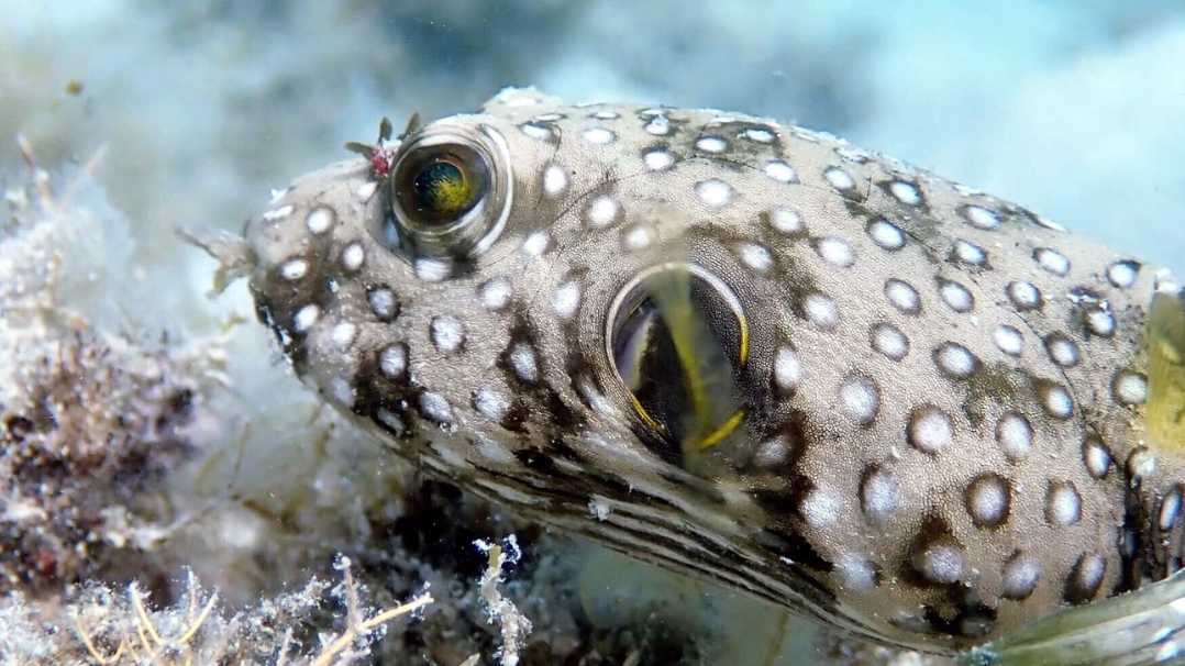 Weißfleckiger Kugelfisch (Arothron hispidus), beobachtet im Lizard Island National Park, Australien. 
