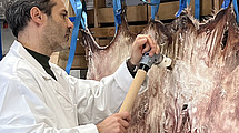 A man in a white lab coat, standing and working on a stretched animal hide with a tool