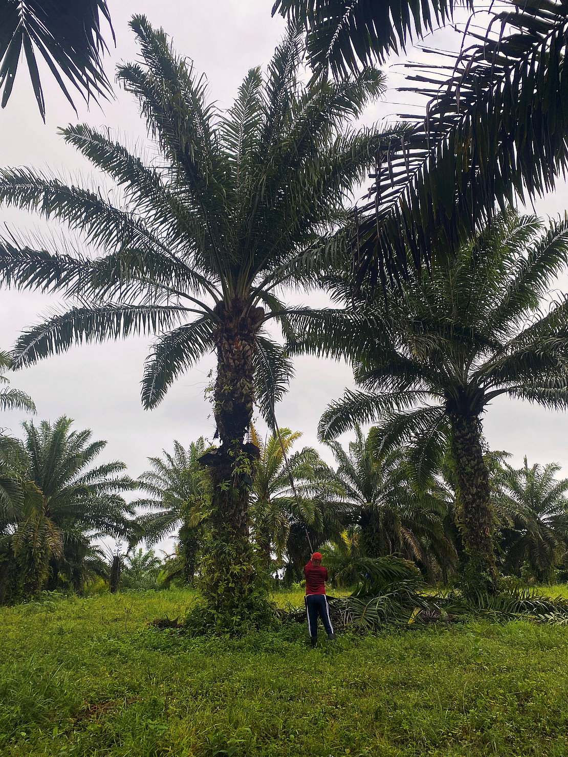 A worker using a long stick to tend to a large oil palm, surrounded by other oil palms