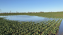 Waterlogging in a field.