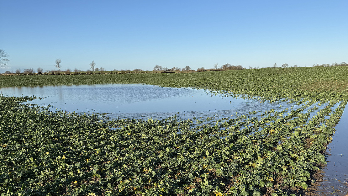 Waterlogging in a field.