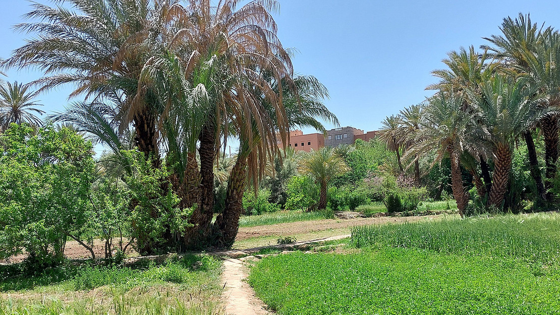 Agroforestry in oases, here in Tinghir, Morocco, combines the production of food and fodder in different vegetation layers with old irrigation systems and preserves cultural diversity and heritage.