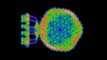Quantum calculation to visualize the electron cloud in a virus.