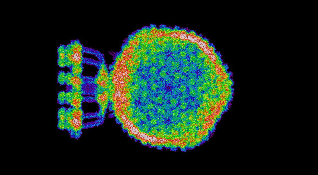 Quantenrechnung zur Visualisierung der Elektronenwolke in einem Virus.