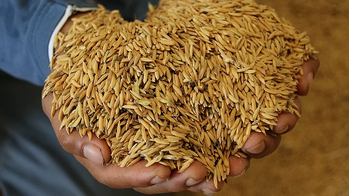 Hands filled with rice