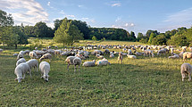 Sheep in a meadow.