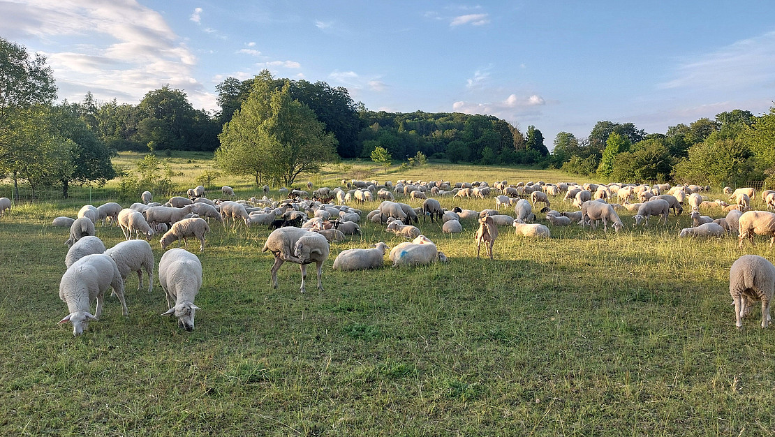 Sheep in a meadow.