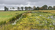 Paludiculture in the Wietingsmoor as an example of multifunctional land use: In the moor, paludiculture combines the production of biomass (reeds, bulrushes) for building materials and peat replacement with the preservation of peat soils.
