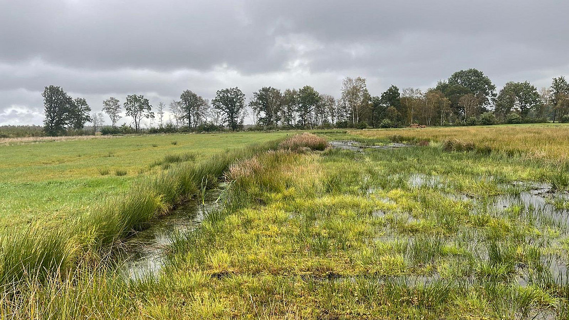 Paludiculture in the Wietingsmoor as an example of multifunctional land use: In the moor, paludiculture combines the production of biomass (reeds, bulrushes) for building materials and peat replacement with the preservation of peat soils.