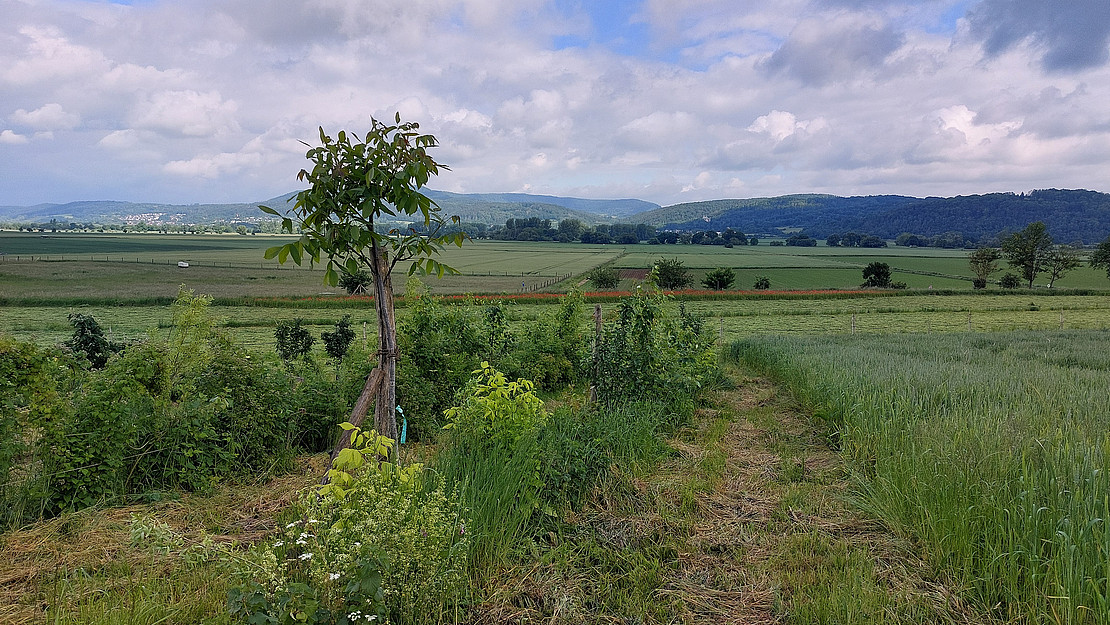 Die Etablierung von Bäumen und Sträuchern auf Agrarflächen (Agroforstwirtschaft), wie sie hier auf dem Hof Werragut in Eschwege zu sehen ist, bietet die Möglichkeit, verarmte Agrarlandschaften zu renaturieren und gleichzeitig die landwirtschaftliche Produktion fortzuführen und zu diversifizieren.