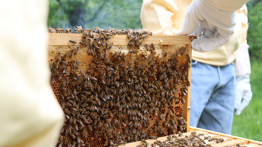 Fach eines Bienenstandes 