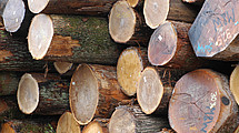 Das Foto zeigt Holzstapel
